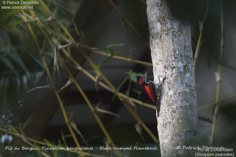 Red-backed Flameback, identification, habitat