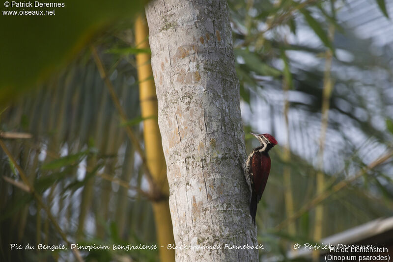 Red-backed Flameback, identification, habitat