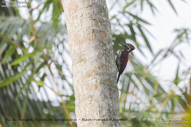 Red-backed Flameback, identification, habitat