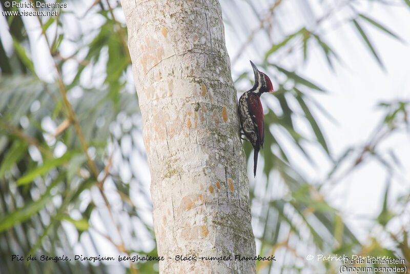 Pic de Lichtenstein, identification, habitat