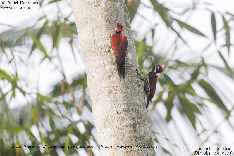 Pic de Lichtensteinadulte, habitat, chant