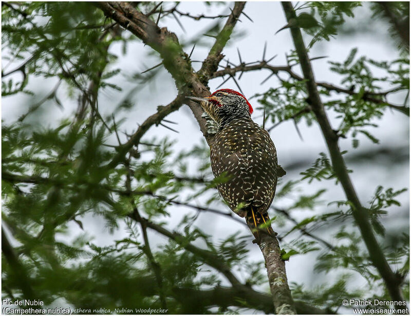 Nubian Woodpecker male adult, identification