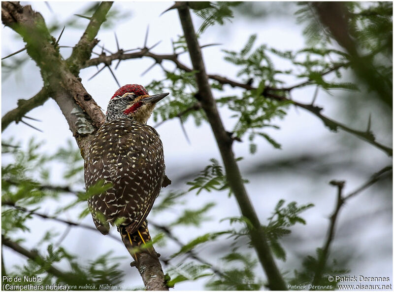 Nubian Woodpecker male adult, identification