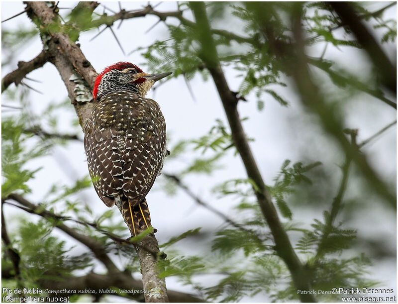 Nubian Woodpecker male adult, identification