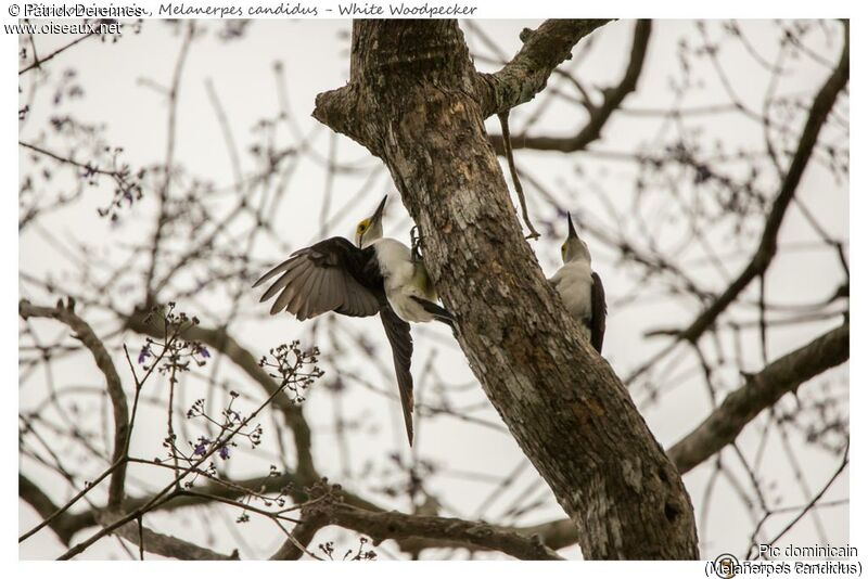 Pic dominicain, identification, habitat