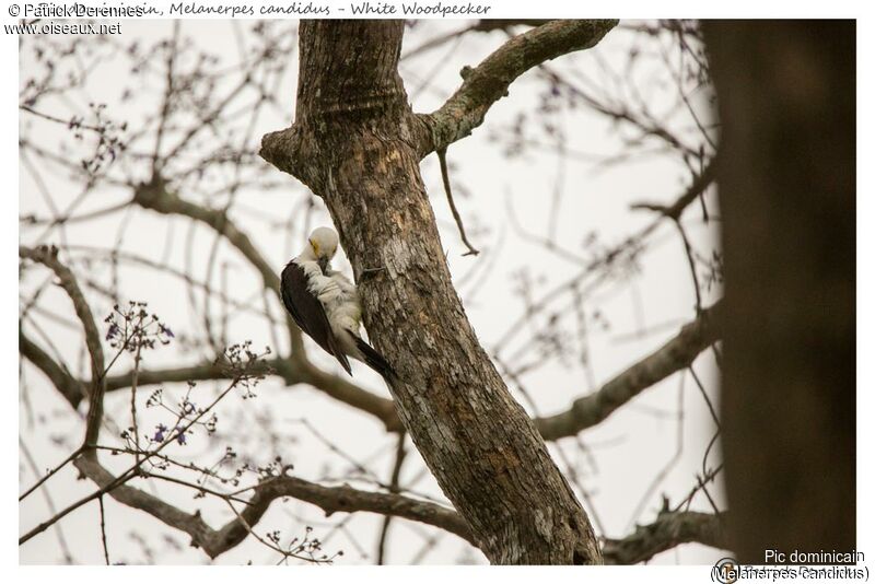 Pic dominicain, identification, habitat