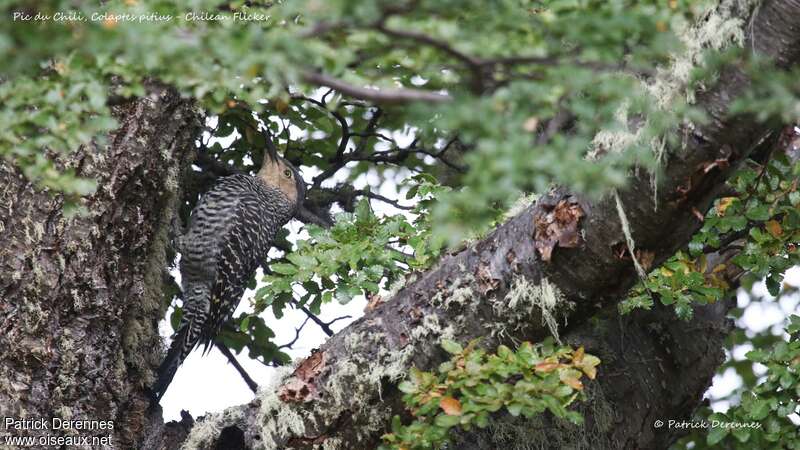 Chilean Flicker female adult, habitat, pigmentation