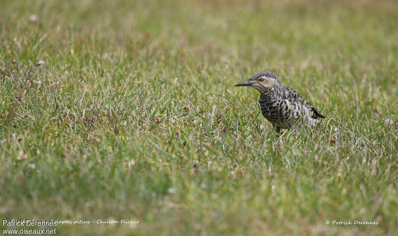 Chilean Flicker male subadult, habitat, fishing/hunting