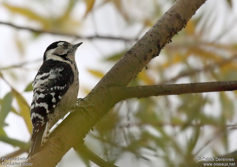 Lesser Spotted Woodpecker female adult, identification