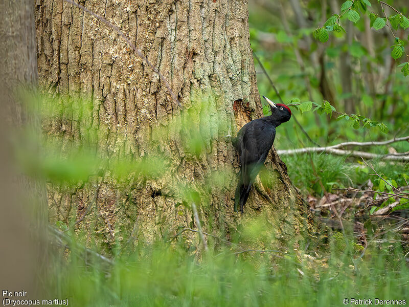 Black Woodpecker