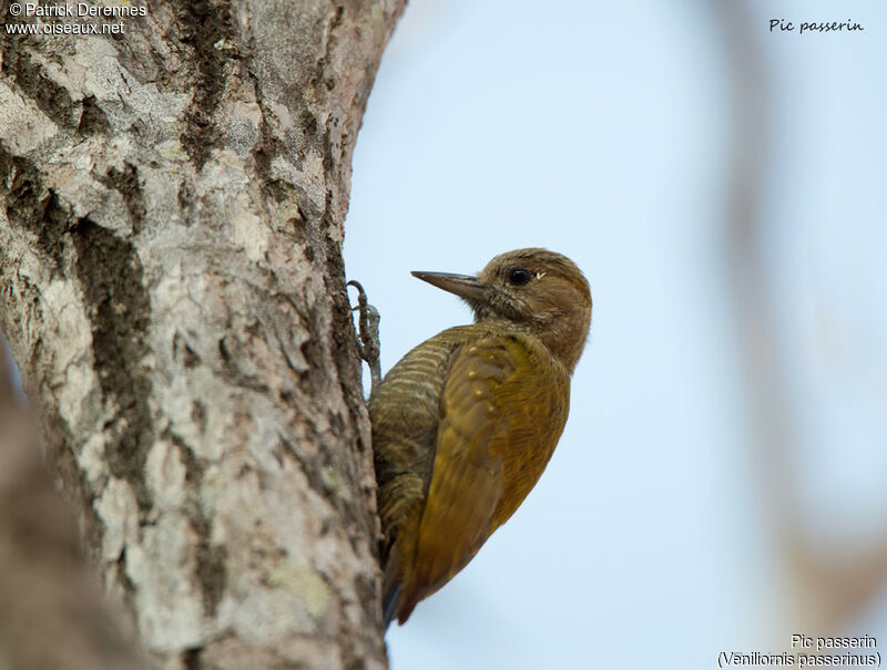 Pic passerin, identification, portrait