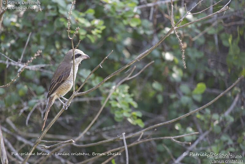 Brown Shrike, identification