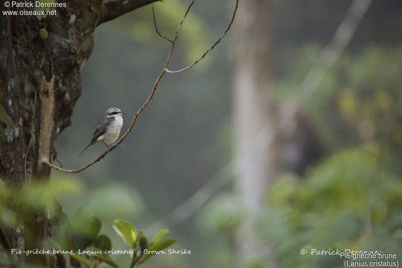 Brown Shrike, identification, habitat