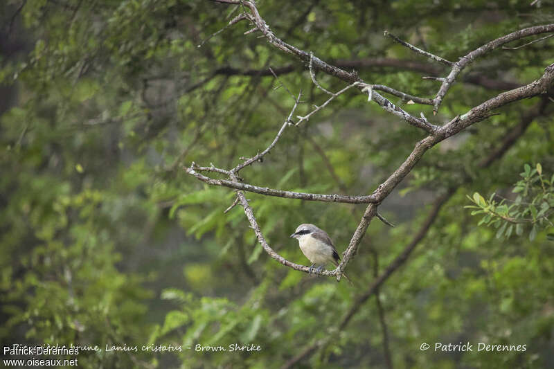 Pie-grièche bruneadulte, habitat, pigmentation