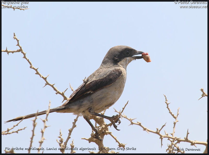 Great Grey Shrikeadult, identification, feeding habits, Behaviour