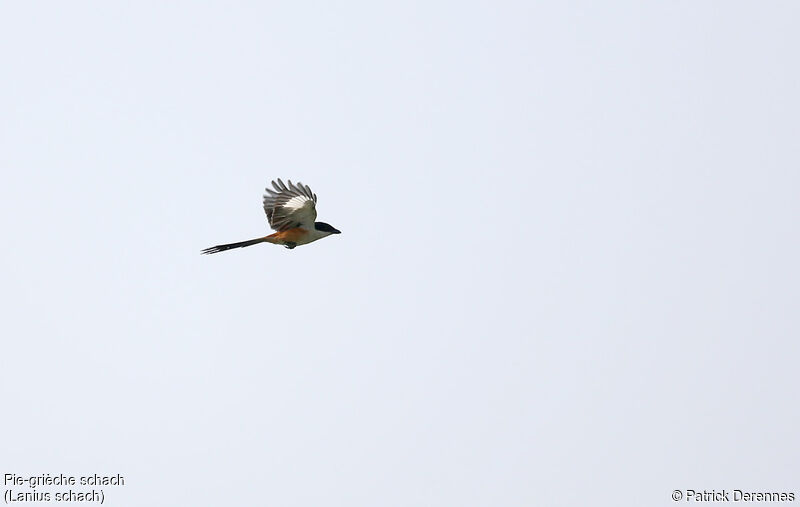 Long-tailed Shrike