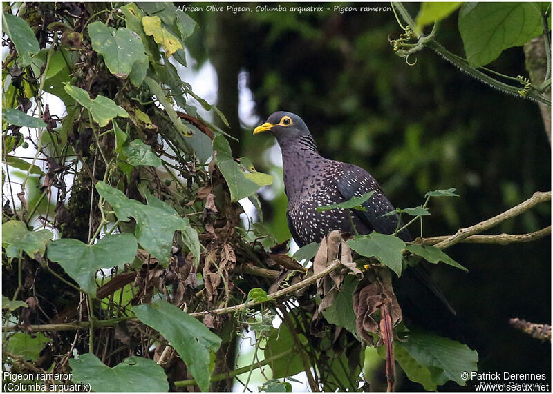 Pigeon rameronadulte, identification