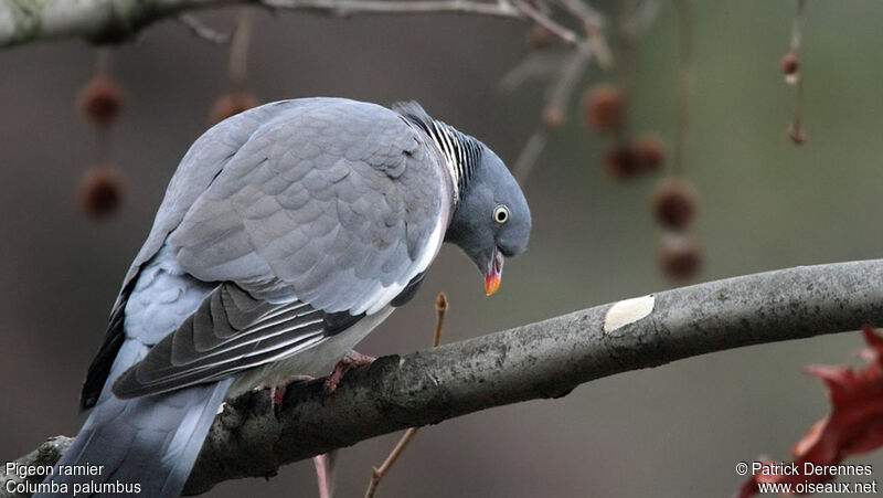 Pigeon ramieradulte, identification