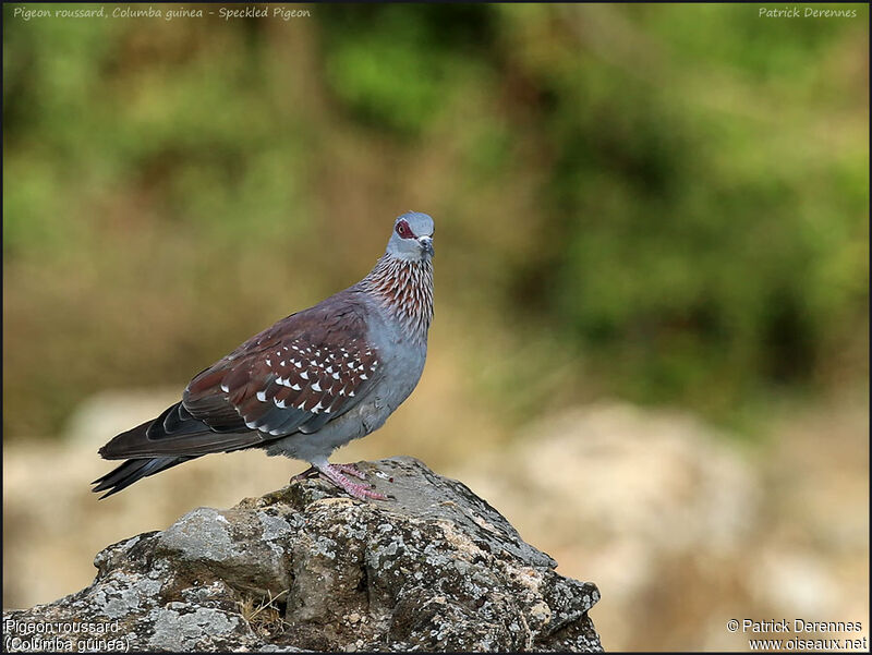 Pigeon roussardadulte, identification