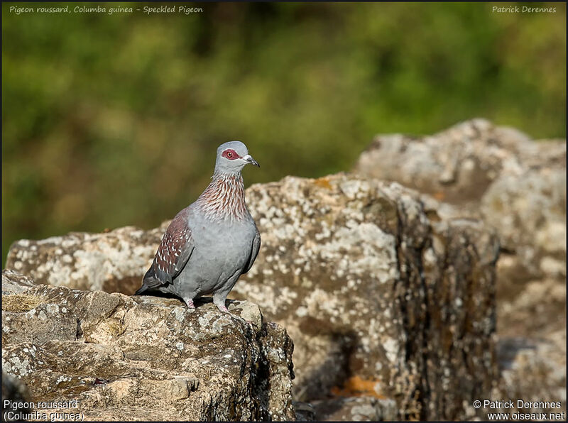 Pigeon roussardadulte, identification