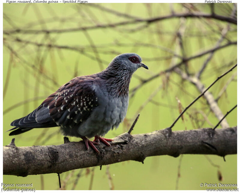 Pigeon roussardadulte, identification