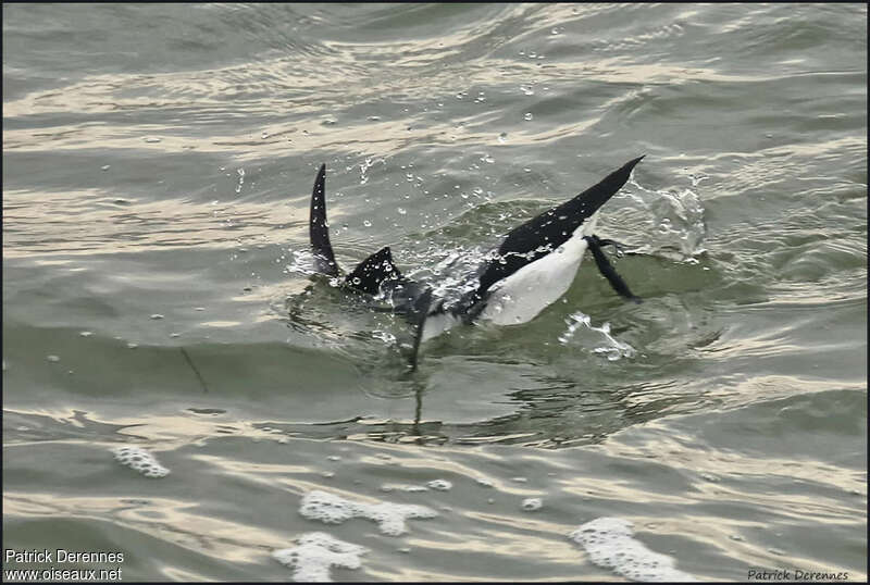 Pingouin tordaadulte internuptial, nage, pêche/chasse, Comportement