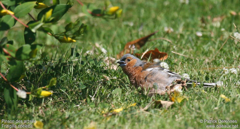 Pinson des arbres mâle adulte nuptial, identification, Comportement