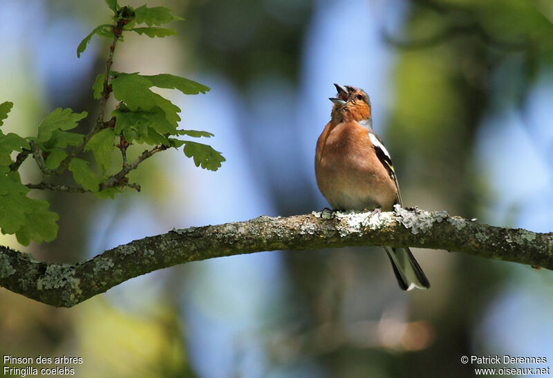 Pinson des arbres mâle adulte nuptial, identification, chant