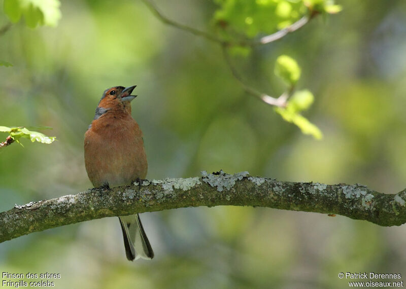 Pinson des arbres mâle adulte nuptial, identification, chant