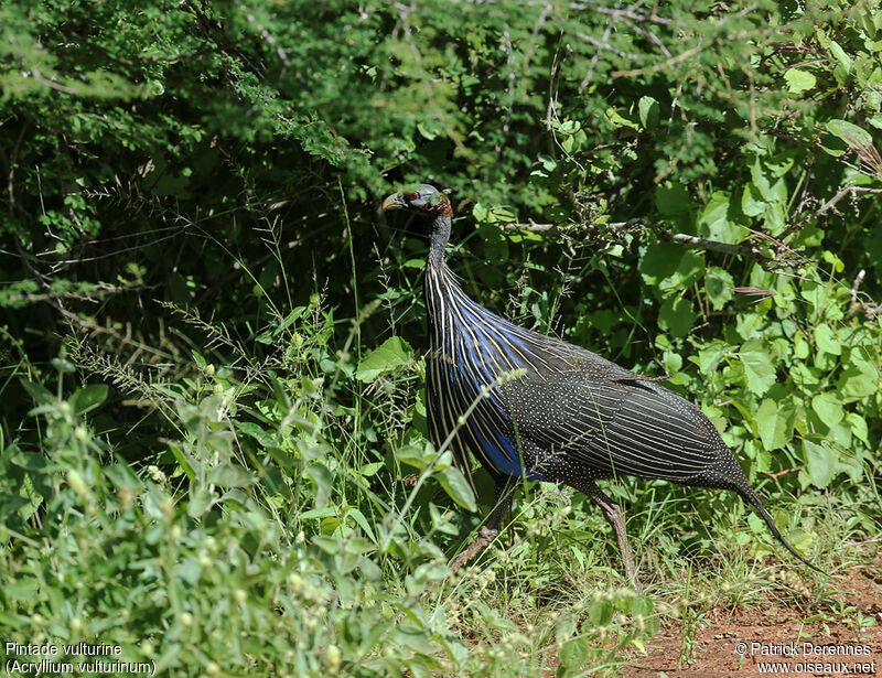 Pintade vulturineadulte, identification