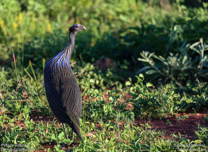 Vulturine Guineafowladult, identification