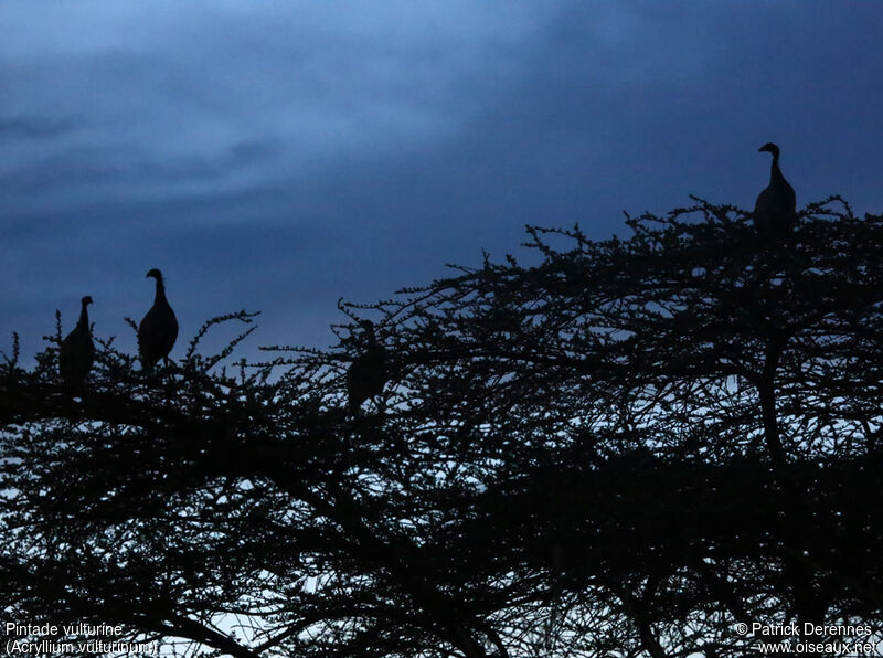 Vulturine Guineafowl, identification, Behaviour