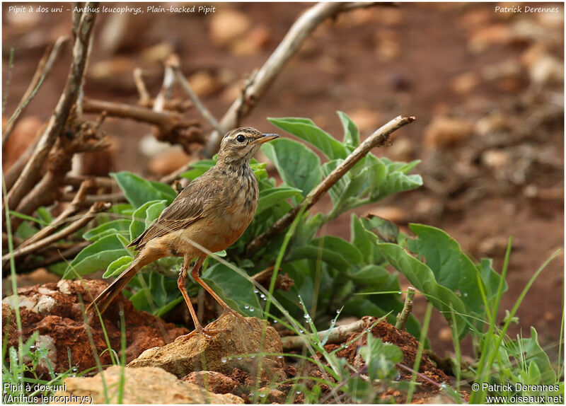 Pipit à dos uniadulte, identification