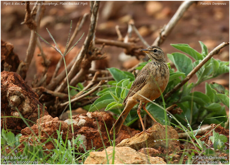 Pipit à dos uniadulte, identification