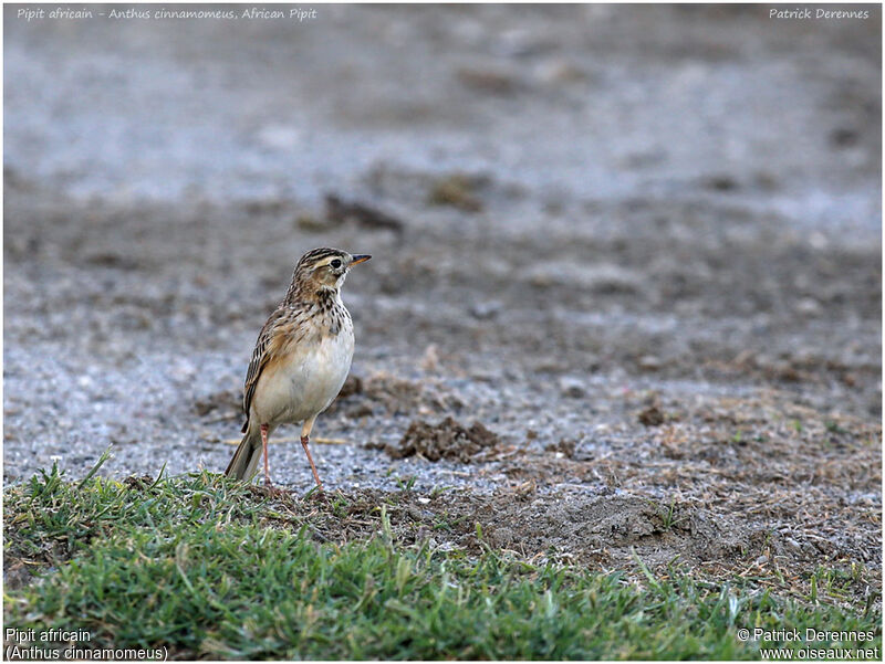 African Pipitadult, identification