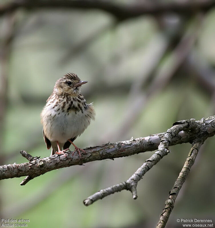 Pipit des arbres