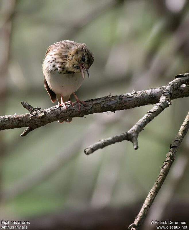 Tree Pipit, identification