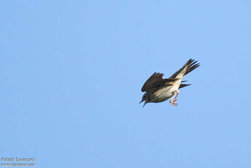 Pipit des arbres mâle adulte, Vol, parade, chant, Comportement