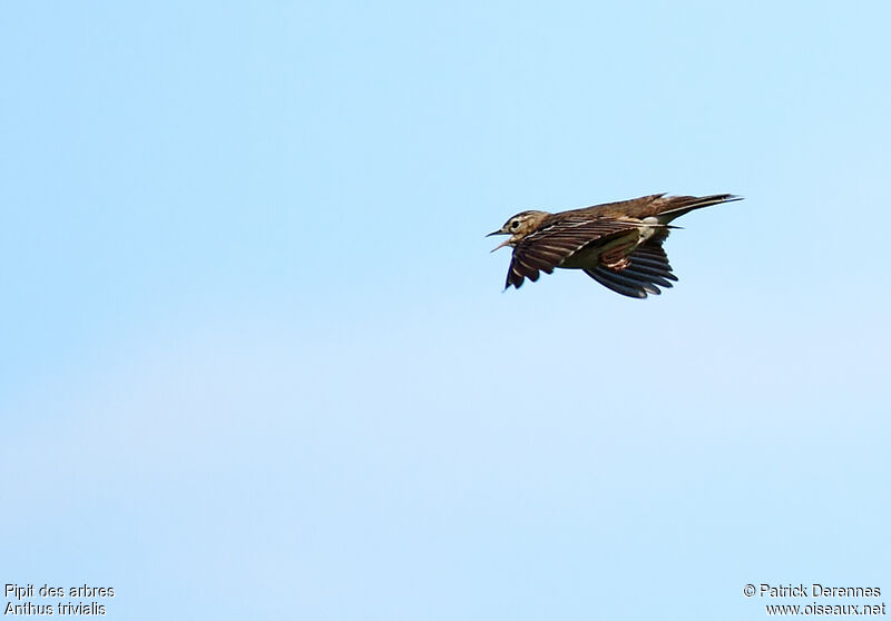 Tree Pipit male adult, identification, Flight, song, Behaviour