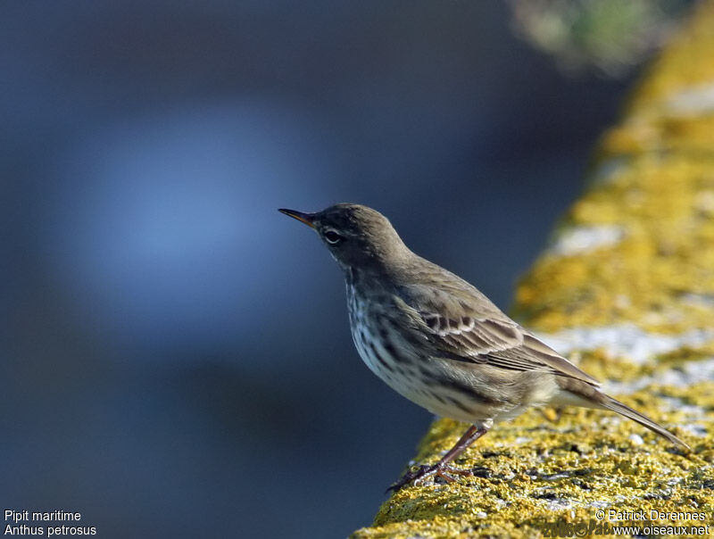 European Rock Pipit