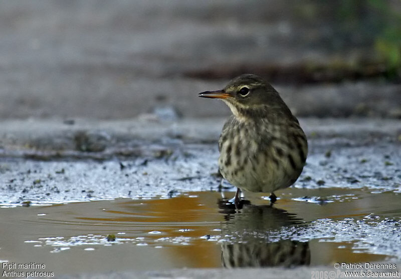 European Rock Pipit