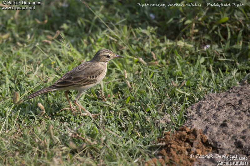 Pipit rousset, identification, habitat