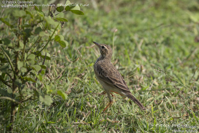 Pipit rousset, identification, habitat