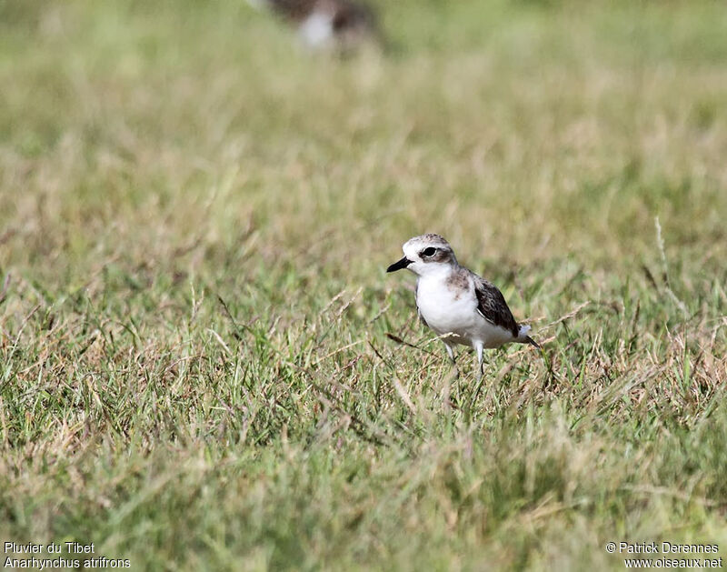 Pluvier du Tibet, identification