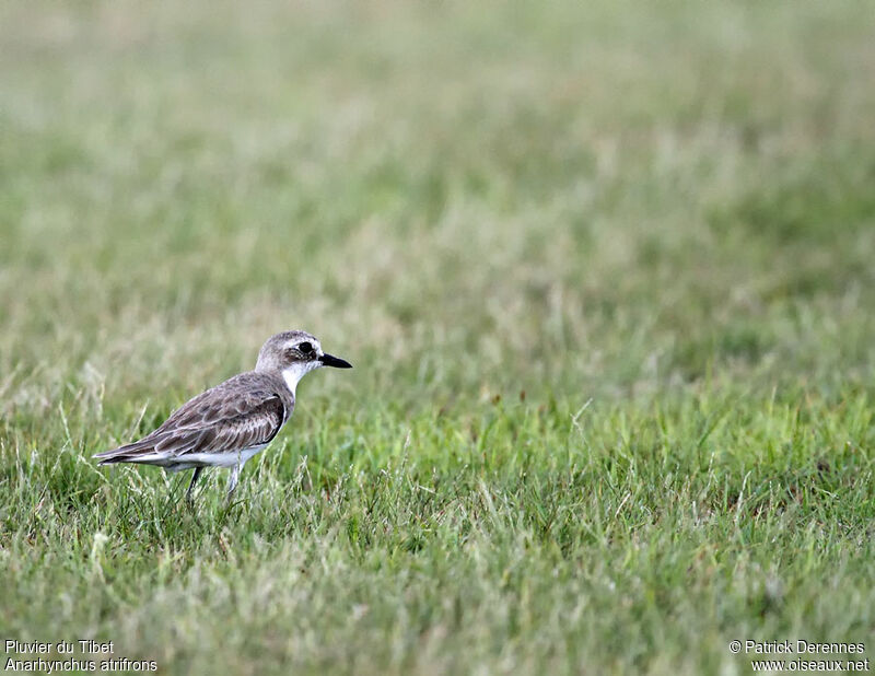 Tibetan Sand Plover, identification