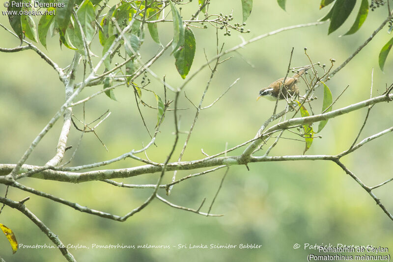 Sri Lanka Scimitar Babbler, identification, habitat