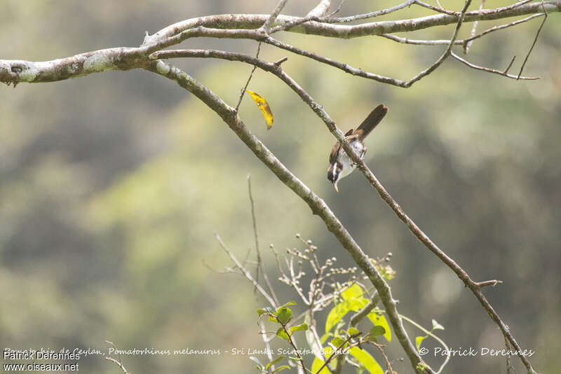 Sri Lanka Scimitar Babbleradult, habitat, Behaviour