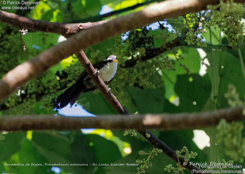 Pomatorhin de Ceylan, identification, habitat