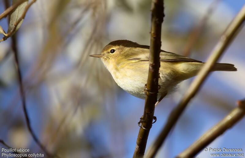 Pouillot véloce, identification