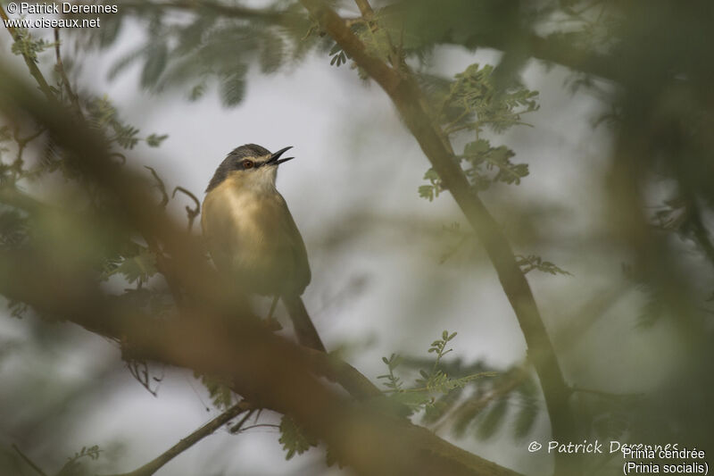 Prinia cendrée, identification, habitat, chant